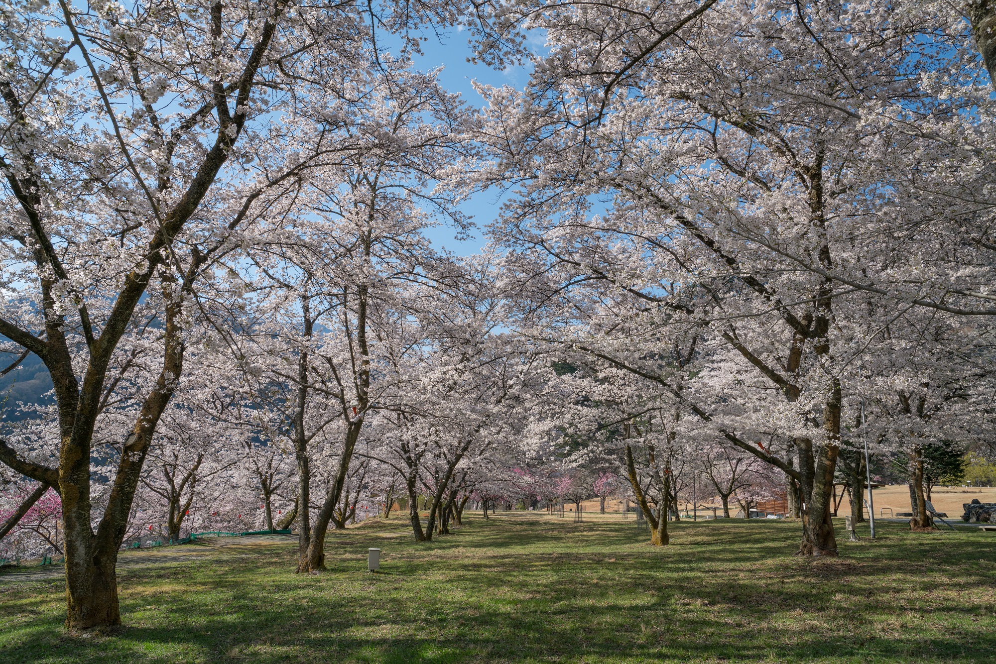 大西公園のさくら（開花状況：咲き始め）